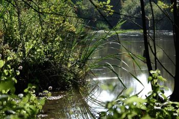 lake  trees 1