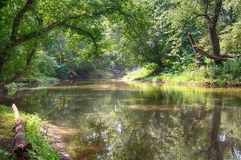 river trees 1