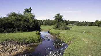 stream field trees 1
