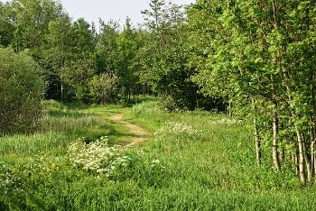 woodland  field 1